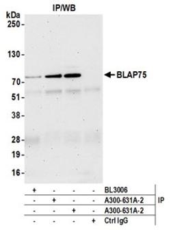 Detection of human BLAP75 by western blot of immunoprecipitates.