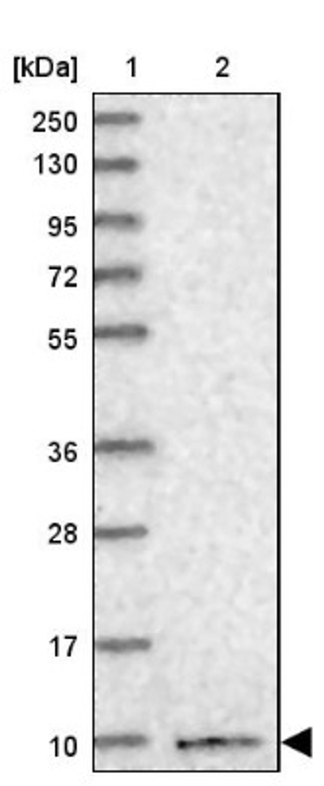 Western Blot: HIGD1A Antibody [NBP1-84153] - Lane 1: Marker [kDa] 250, 130, 95, 72, 55, 36, 28, 17, 10<br/>Lane 2: Human cell line RT-4