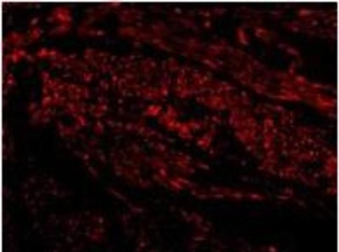 Immunocytochemistry/Immunofluorescence: TIM-1/KIM-1/HAVCR Antibody [NBP1-76701] - in Human Uterus cells. Dilution  20 ug/mL.