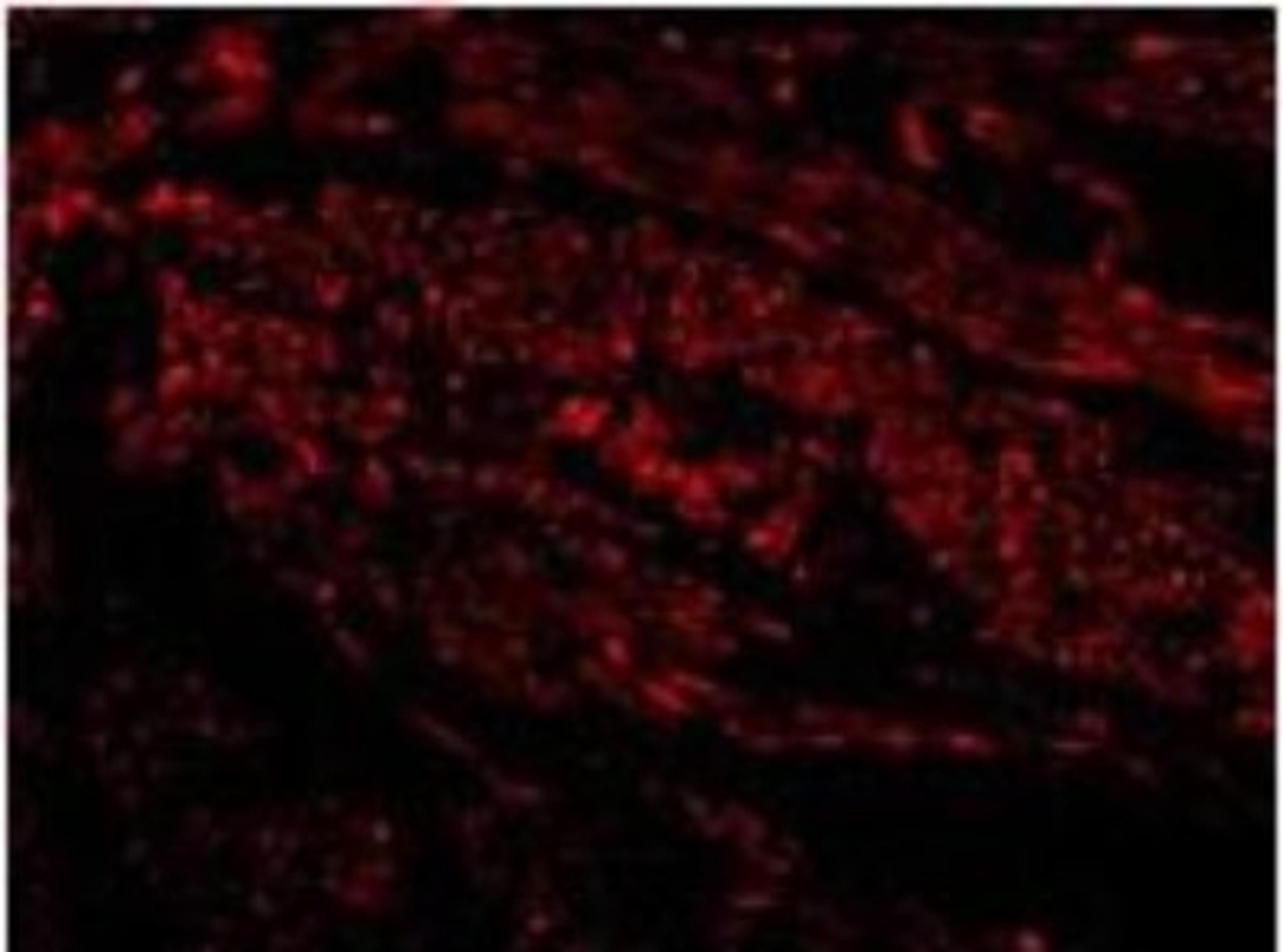 Immunocytochemistry/Immunofluorescence: TIM-1/KIM-1/HAVCR Antibody [NBP1-76701] - in Human Uterus cells. Dilution  20 ug/mL.