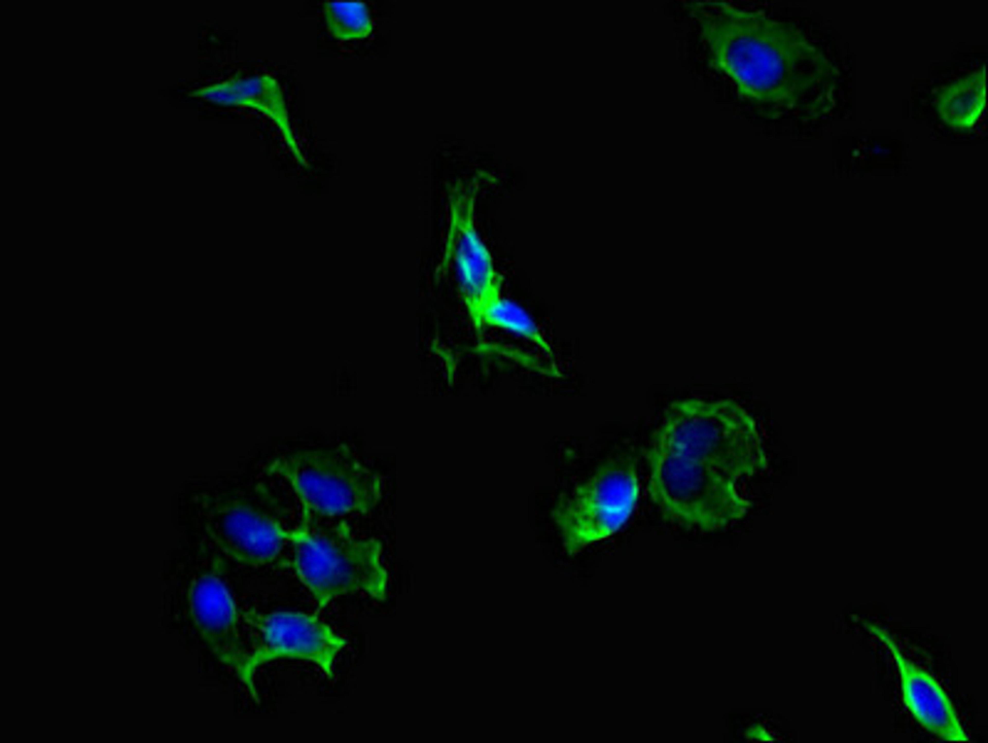 Immunofluorescent analysis of Hela cells using CSB-PA017644LA01HU at dilution of 1:100 and Alexa Fluor 488-congugated AffiniPure Goat Anti-Rabbit IgG(H+L)