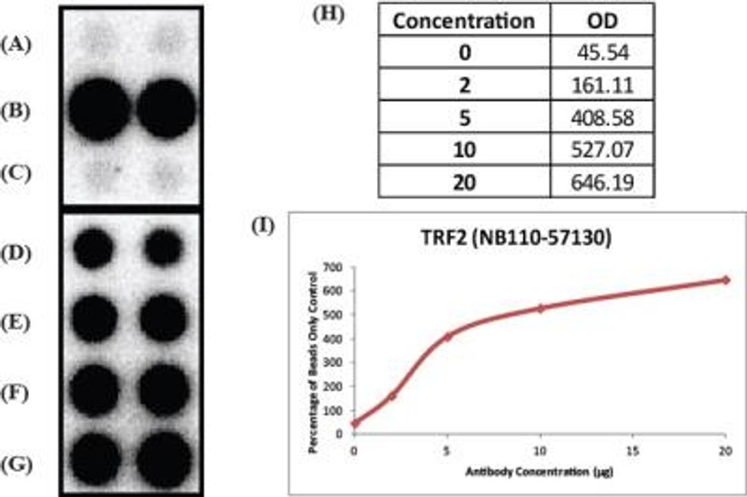 Chromatin Immunoprecipitation: TRF-2 Antibody [NB110-57130] - analysis of TRF-2 in mouse sample using anti-TRF-2 antibody. Titrated TRF2 antibody to determine concentration required for ChIP experiment. Image from verified customer review.