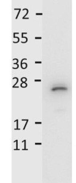 Western blot analysis of transferred to nitrocellulose using IL-27/p28 antibody