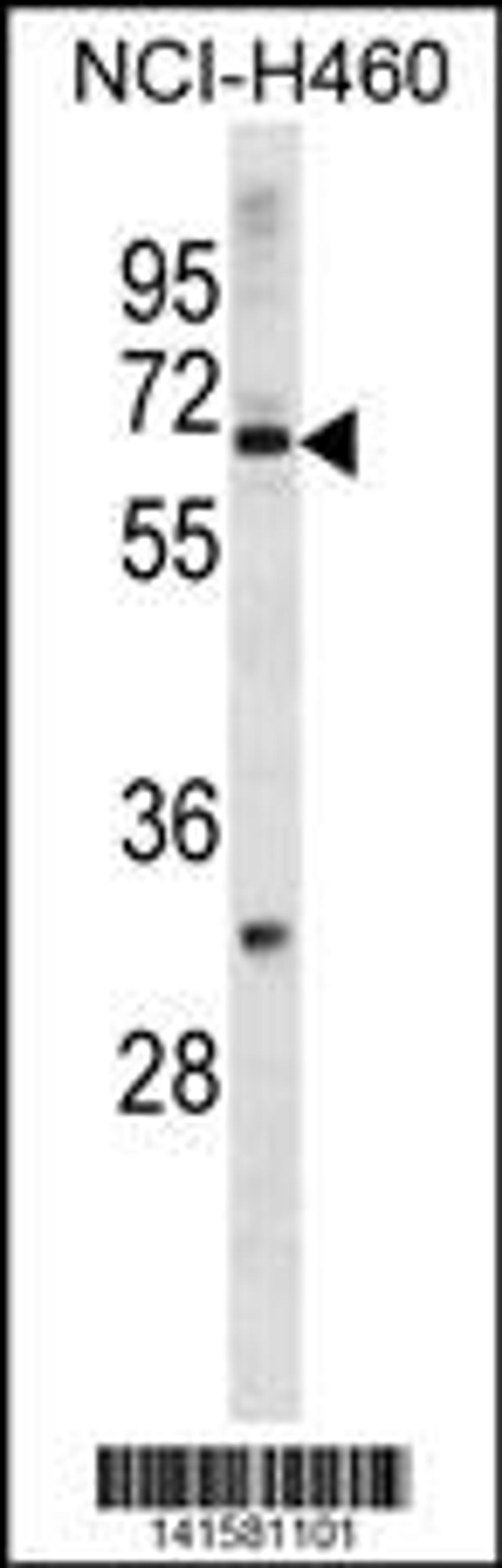 Western blot analysis in NCI-H460 cell line lysates (35ug/lane).