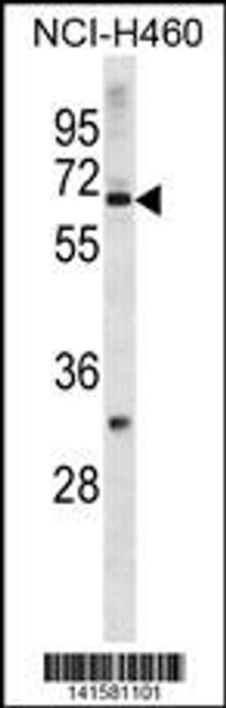 Western blot analysis in NCI-H460 cell line lysates (35ug/lane).