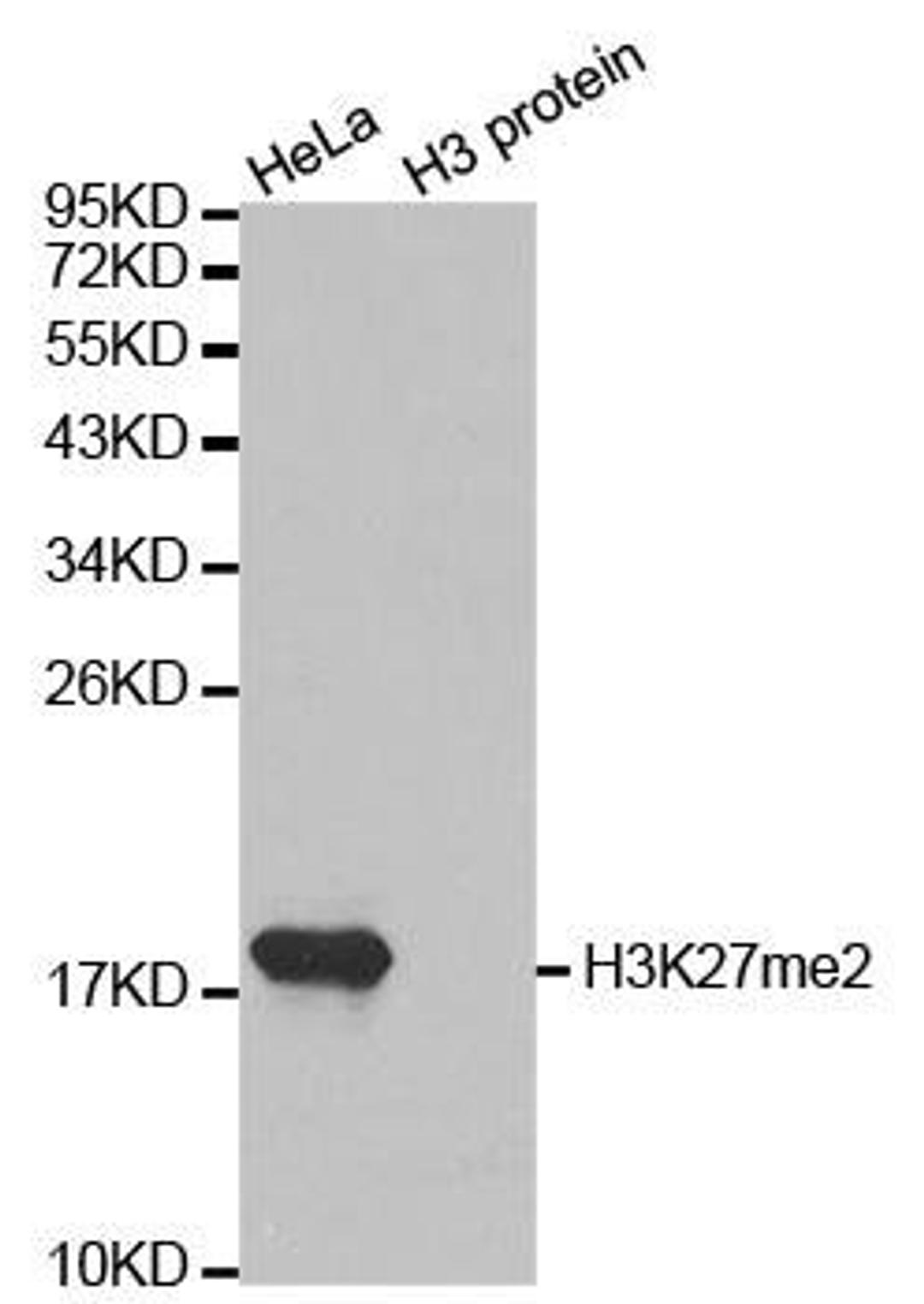 Western blot analysis of extracts of HeLa cell line and H3 protein expressed in E.coli using Histone Histone H3K27me2 antibody