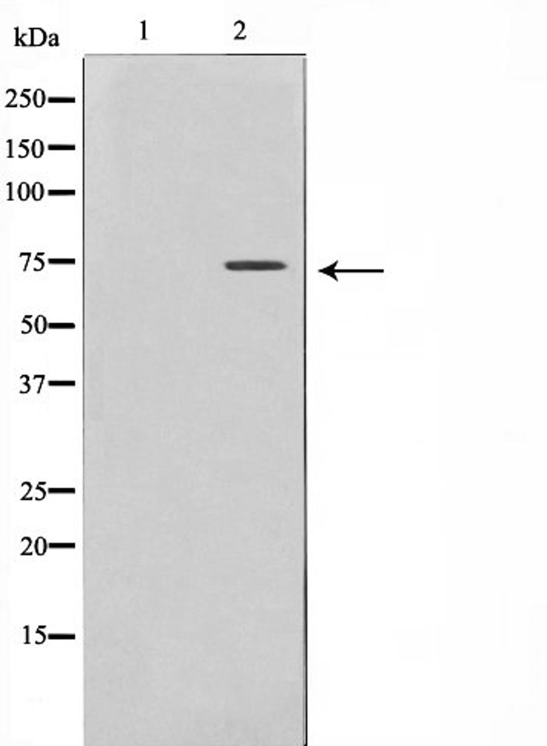 Western blot analysis of RAW264.7 cell lysate using Rabphilin 3A antibody