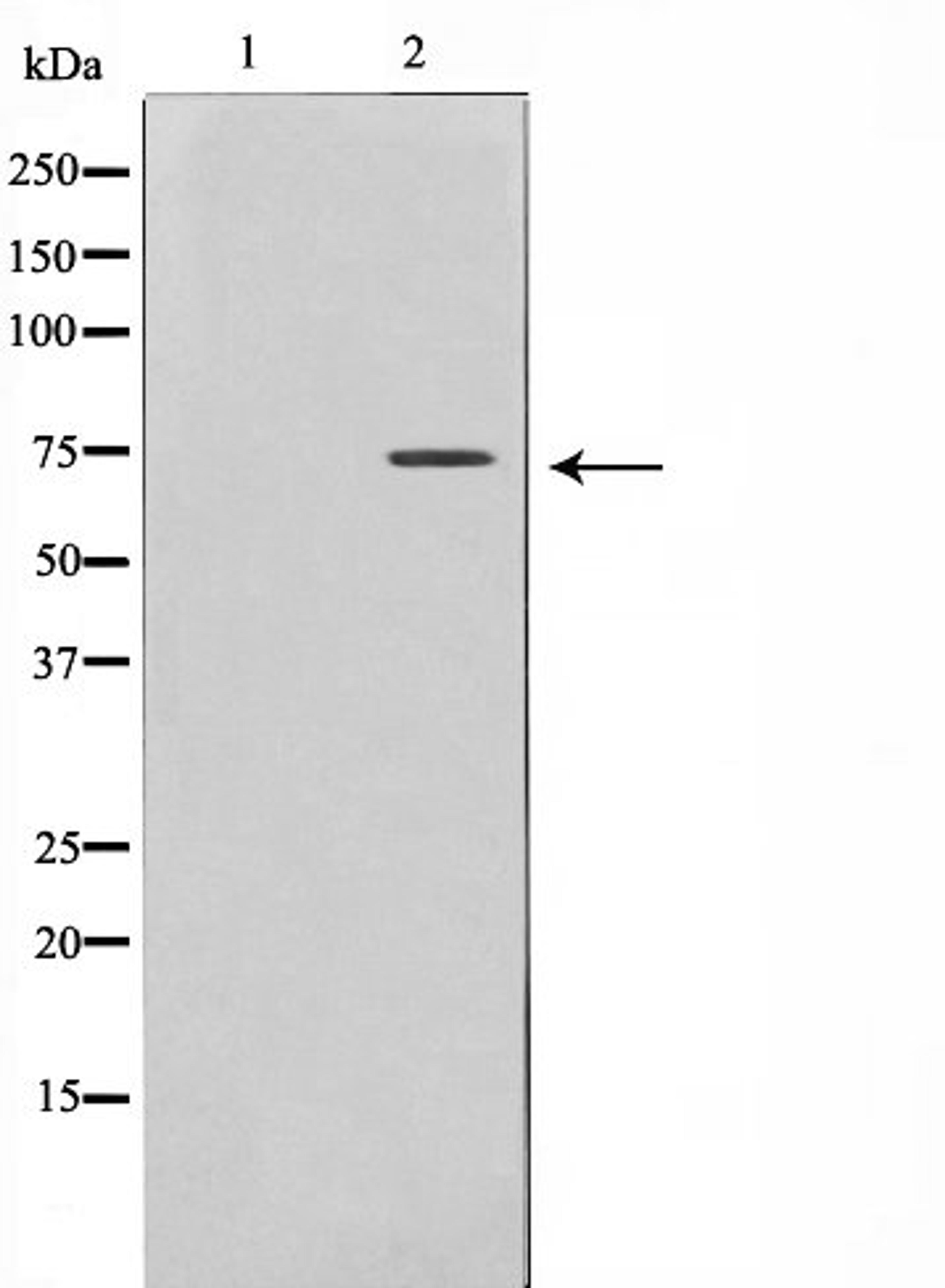 Western blot analysis of RAW264.7 cell lysate using Rabphilin 3A antibody