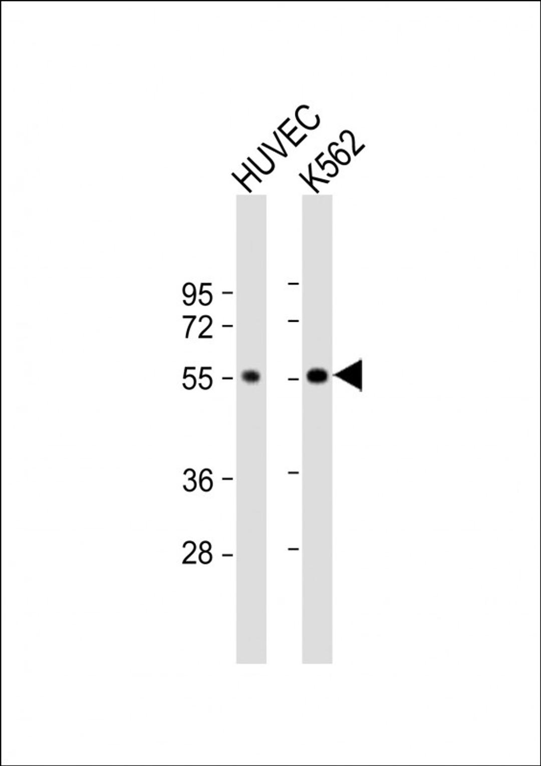 Western Blot at 1:1000 dilution Lane 1: HUVEC whole cell lysate Lane 2: K562 whole cell lysate Lysates/proteins at 20 ug per lane.