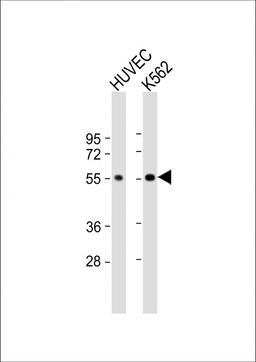 Western Blot at 1:1000 dilution Lane 1: HUVEC whole cell lysate Lane 2: K562 whole cell lysate Lysates/proteins at 20 ug per lane.