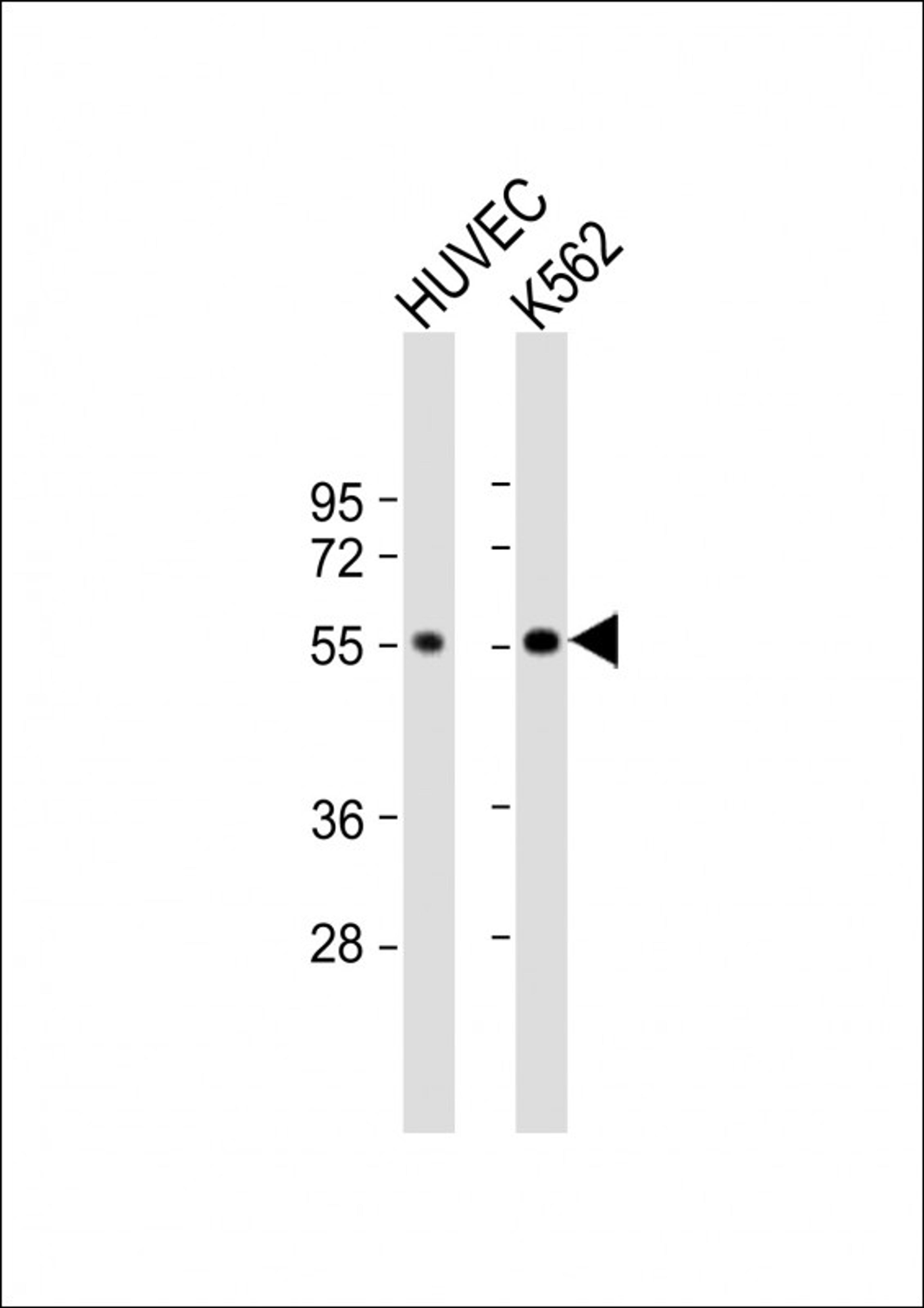 Western Blot at 1:1000 dilution Lane 1: HUVEC whole cell lysate Lane 2: K562 whole cell lysate Lysates/proteins at 20 ug per lane.