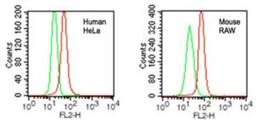 Flow Cytometry: DDB1 Antibody [NBP2-27207] - Intracellular analysis of DDB1 in human HeLa and mouse RAW cells using DDB1 antibody at 0.2 ug/10^6 cells. Red represents cells with DDB1 antibody, green represents isotype control.