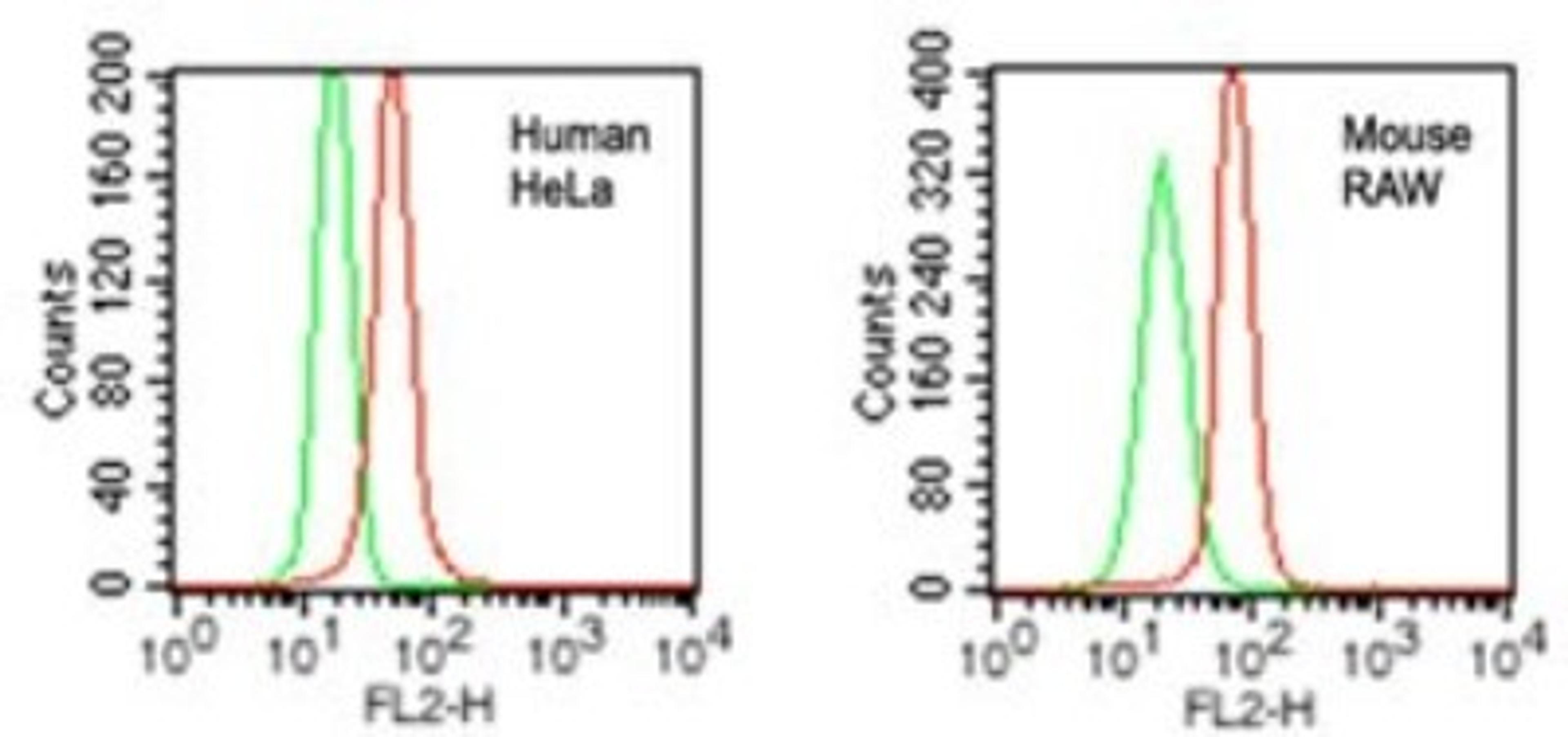 Flow Cytometry: DDB1 Antibody [NBP2-27207] - Intracellular analysis of DDB1 in human HeLa and mouse RAW cells using DDB1 antibody at 0.2 ug/10^6 cells. Red represents cells with DDB1 antibody, green represents isotype control.