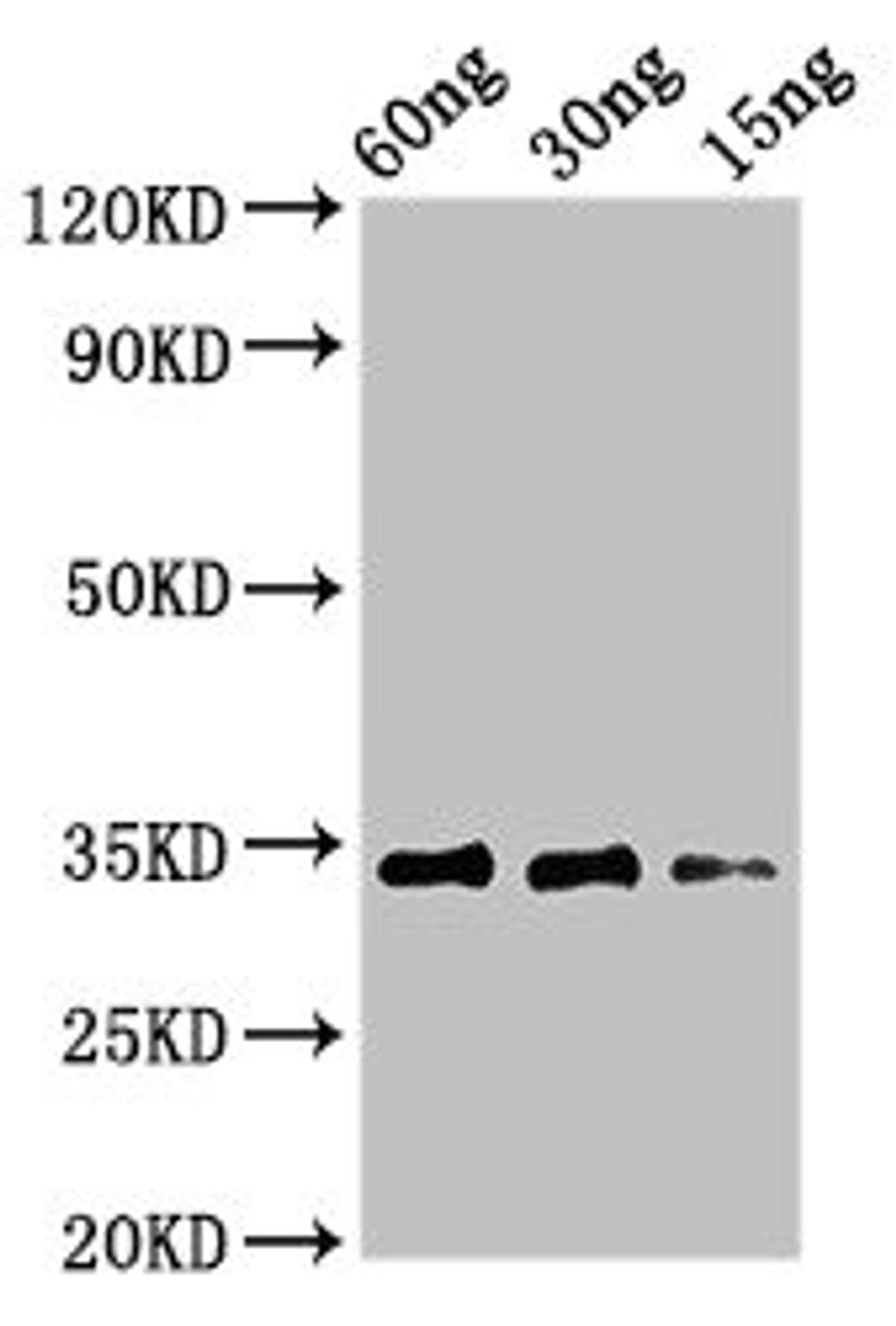 Western Blot. Positive WB detected in Recombinant protein. All lanes: Major pollen allergen Aln g 1 antibody at 3µg/ml. Secondary. Goat polyclonal to rabbit IgG at 1/50000 dilution. predicted band size: 34 kDa. observed band size: 34 kDa