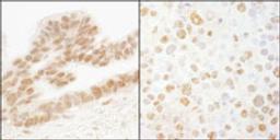 Detection of human and mouse ERF by immunohistochemistry.