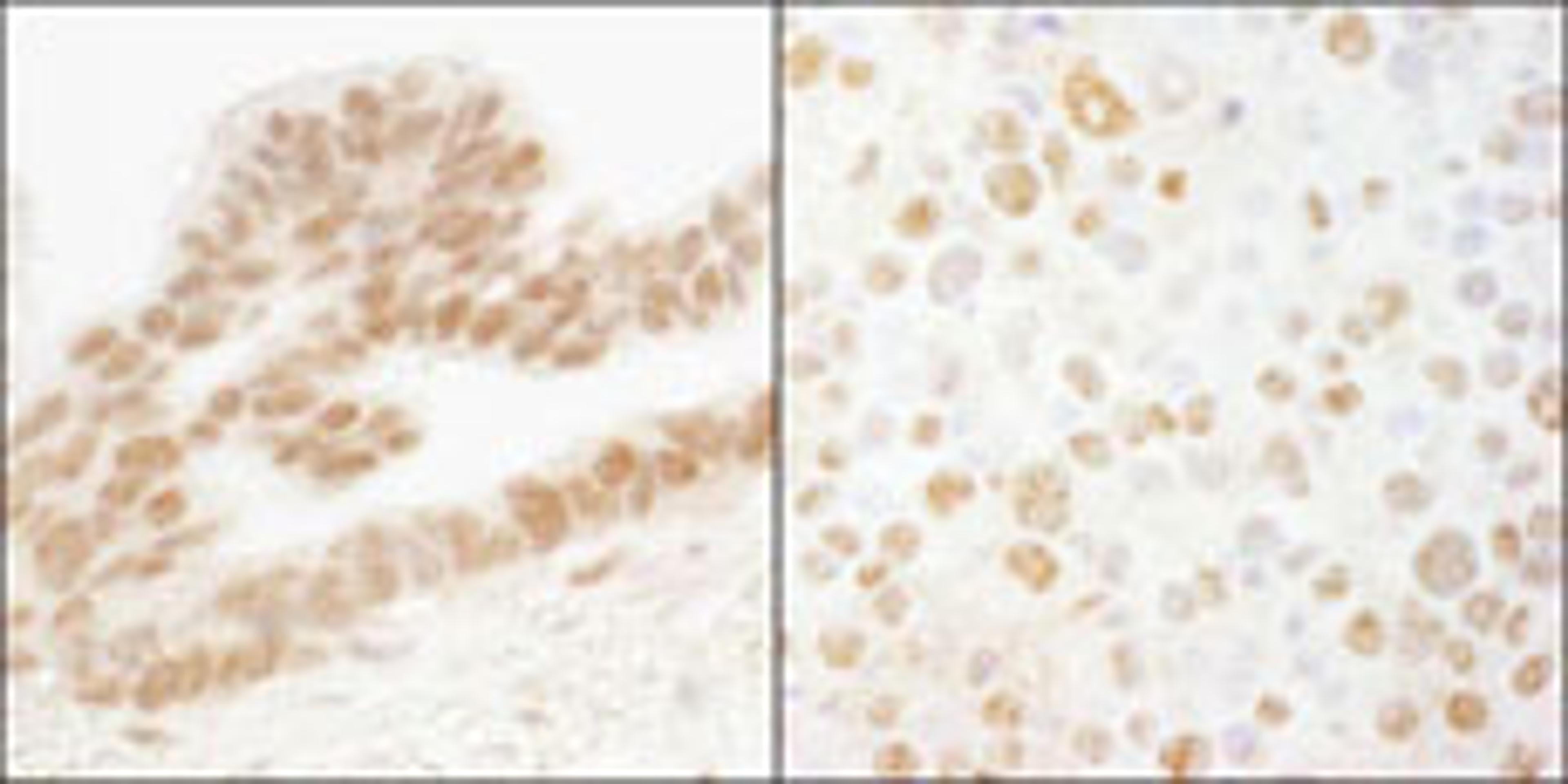 Detection of human and mouse ERF by immunohistochemistry.