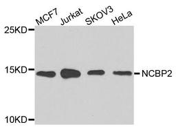 Western blot analysis of extracts of various cells using NCBP2 antibody