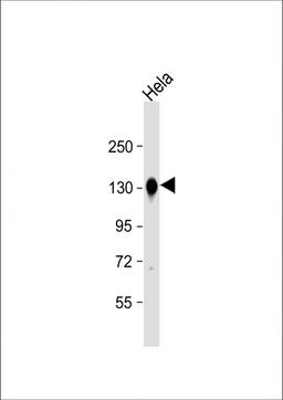 Western Blot at 1:8000 dilution + Hela whole cell lysate Lysates/proteins at 20 ug per lane.