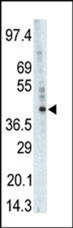 Western blot analysis of anti-PHKG1 Pab in A375 cell lysate