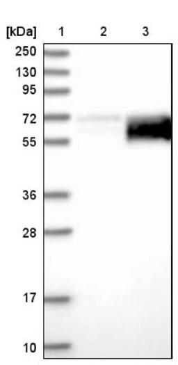 Western Blot: Alpha 2 HS Glycoprotein Antibody [NBP1-90302] - Lane 1: Marker [kDa] 250, 130, 95, 72, 55, 36, 28, 17, 10<br/>Lane 2: Negative control (vector only transfected HEK293T lysate)<br/>Lane 3: Over-expression lysate (Co-expressed with a C-terminal myc-DDK tag (~3.1 kDa) in mammalian HEK293T cells, LY400610)