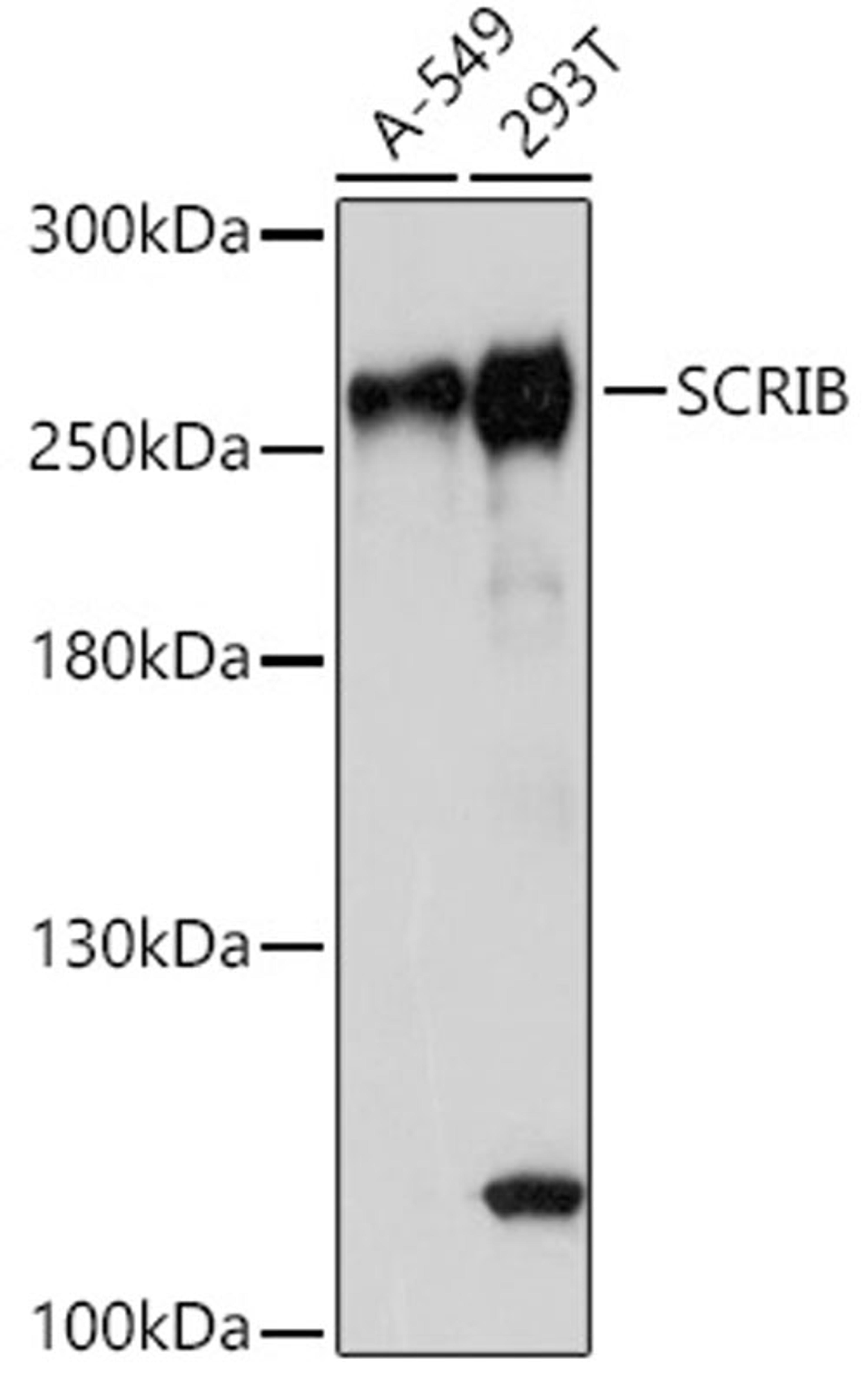 Western blot - SCRIB antibody (A17450)