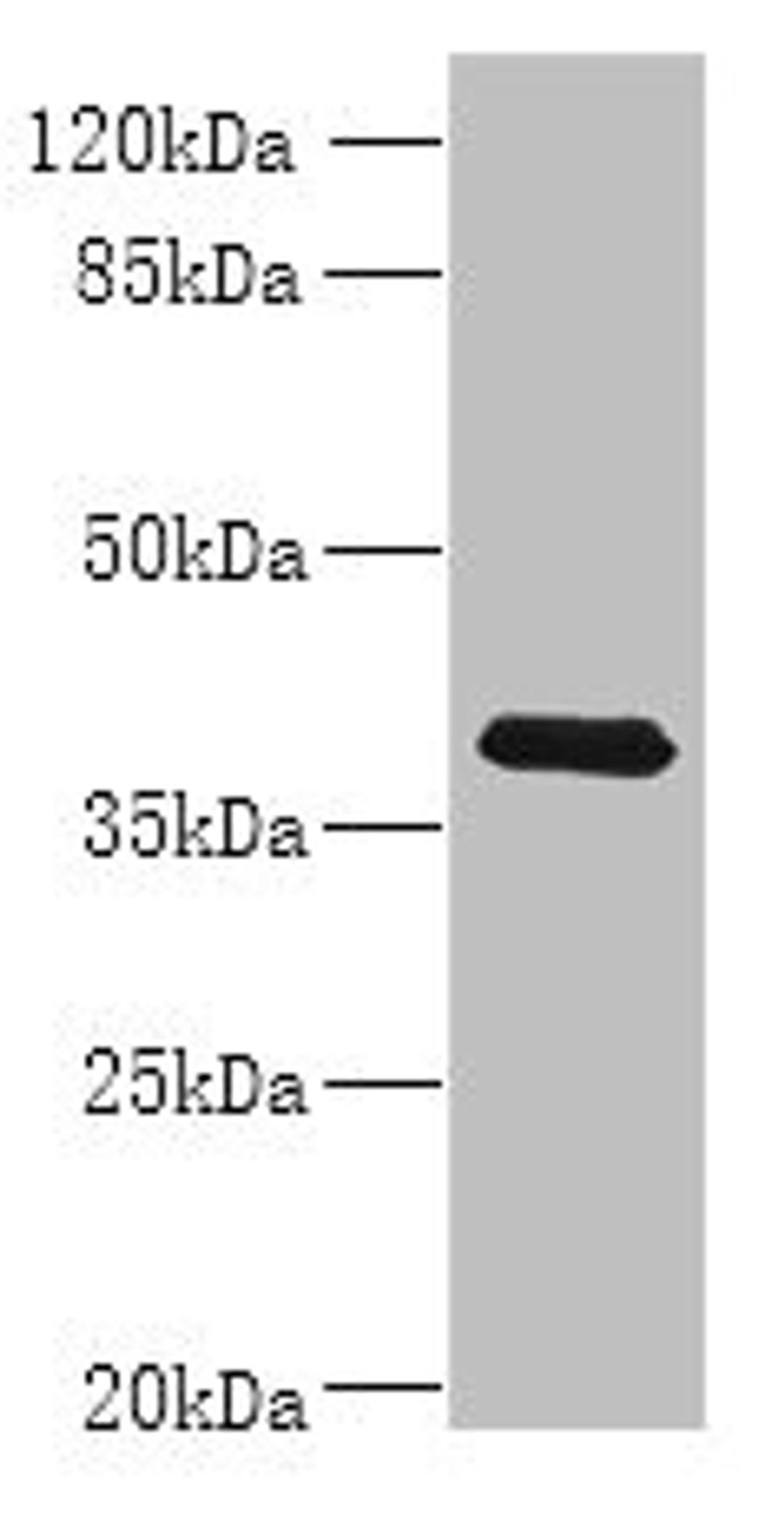 Western blot. All lanes: WNT4 antibody at 8ug/ml + MCF-7 whole cell lysate. Secondary. Goat polyclonal to rabbit IgG at 1/10000 dilution. Predicted band size: 40, 33 kDa. Observed band size: 40 kDa.