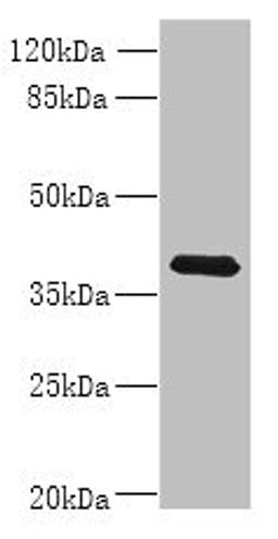 Western blot. All lanes: WNT4 antibody at 8ug/ml + MCF-7 whole cell lysate. Secondary. Goat polyclonal to rabbit IgG at 1/10000 dilution. Predicted band size: 40, 33 kDa. Observed band size: 40 kDa.