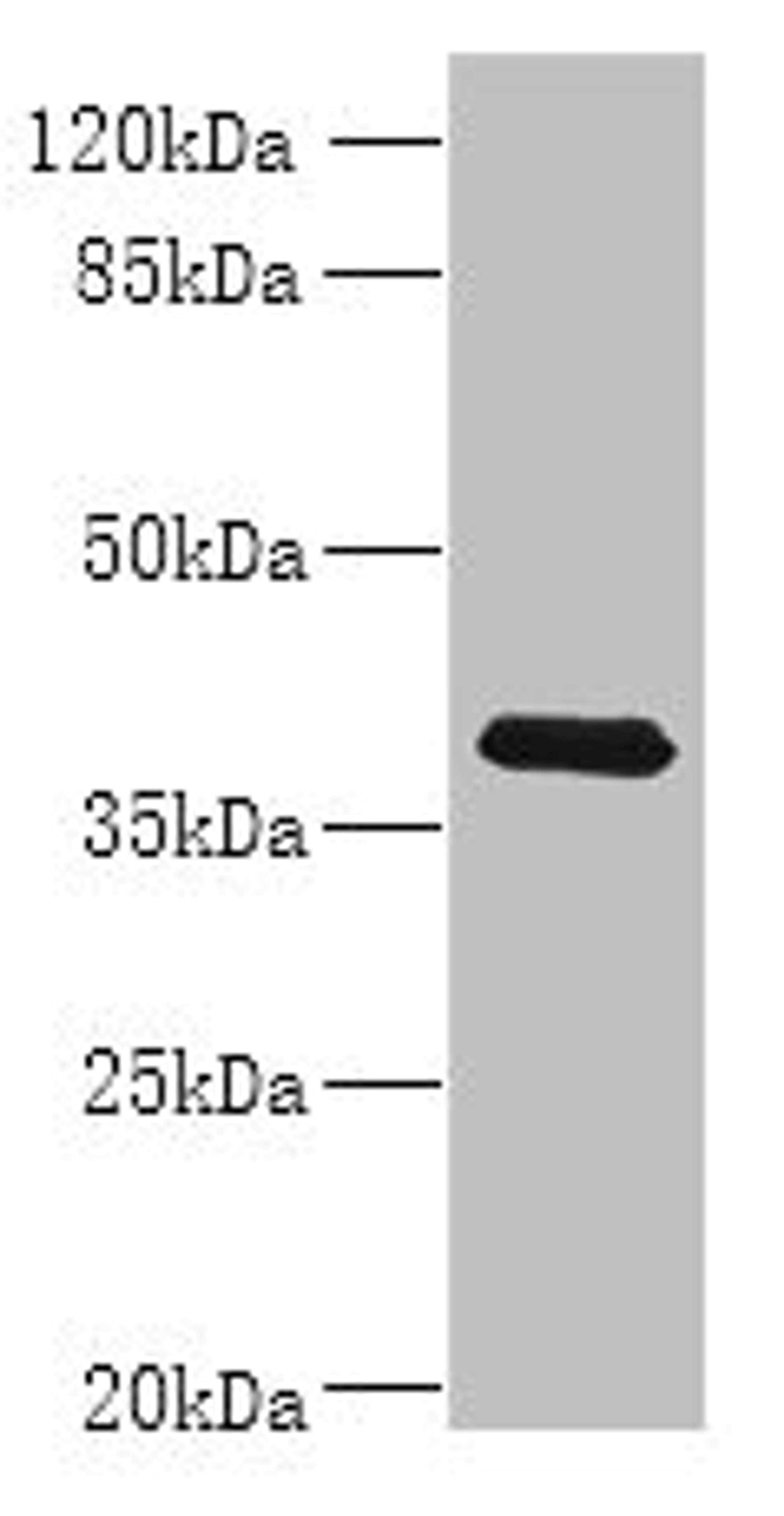 Western blot. All lanes: WNT4 antibody at 8ug/ml + MCF-7 whole cell lysate. Secondary. Goat polyclonal to rabbit IgG at 1/10000 dilution. Predicted band size: 40, 33 kDa. Observed band size: 40 kDa.