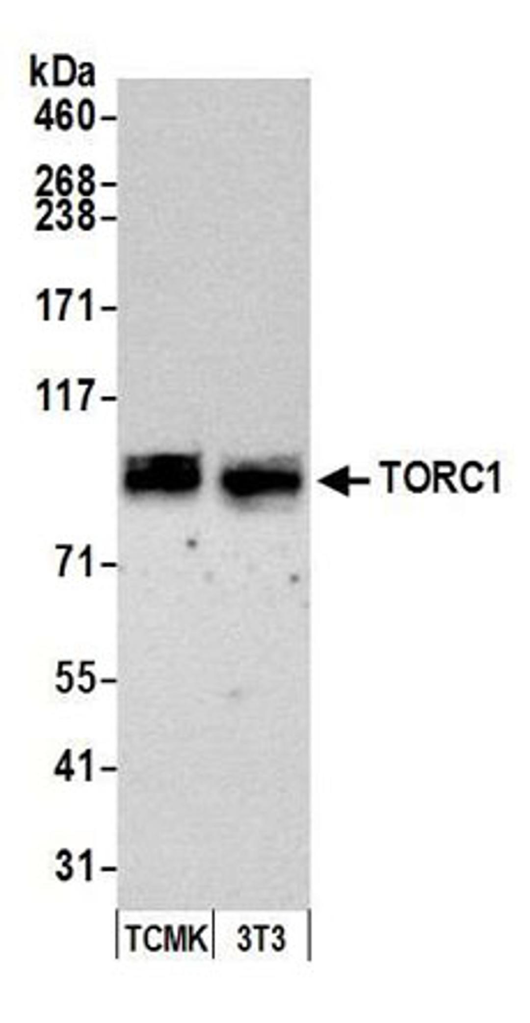 Detection of mouse TORC1 by western blot.