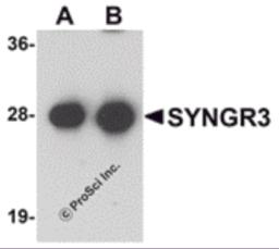 Western blot analysis of SYNGR3 in mouse brain tissue lysate with SYNGR3 antibody at (A) 1 and (B) 2 &#956;g/mL .