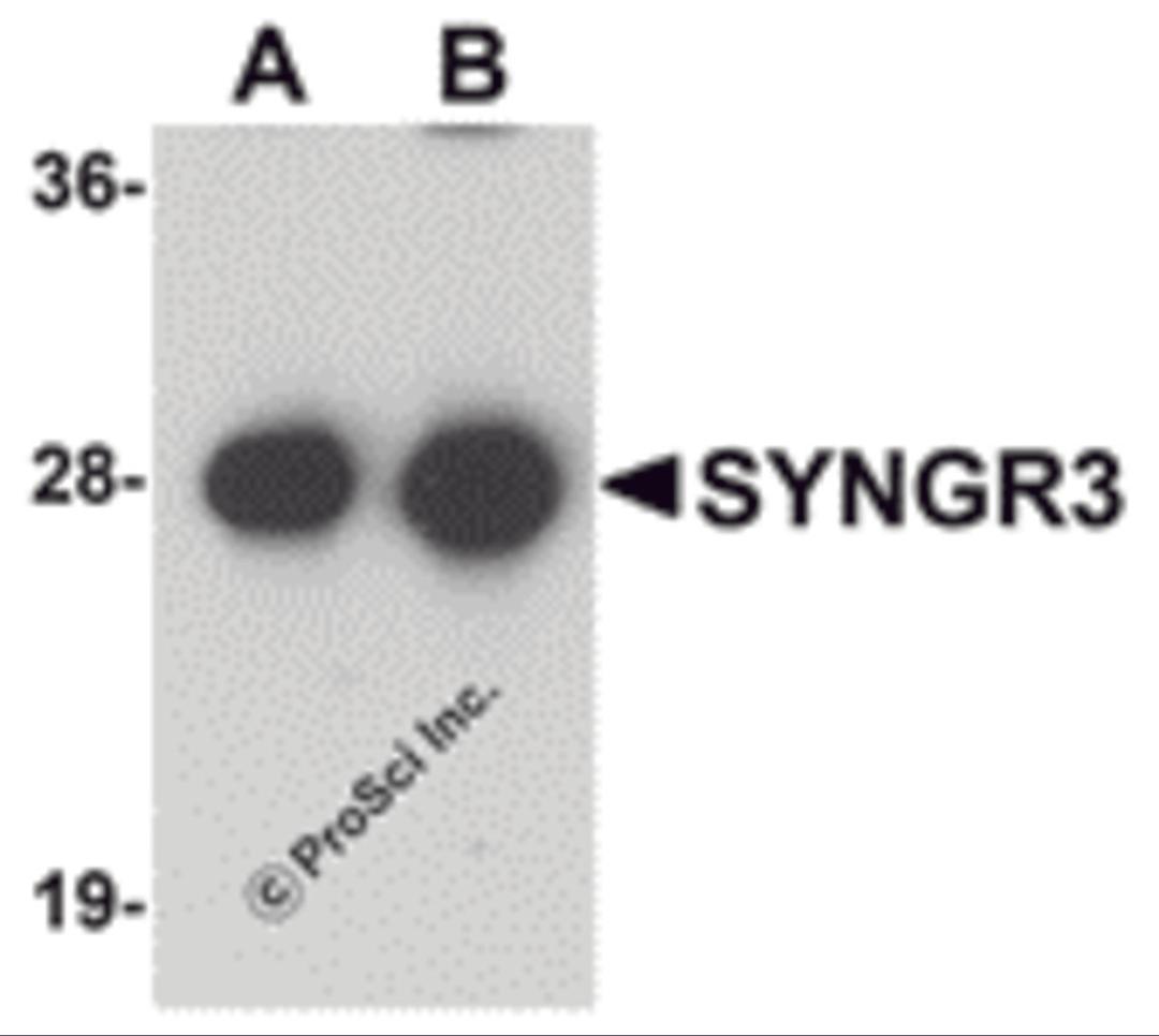 Western blot analysis of SYNGR3 in mouse brain tissue lysate with SYNGR3 antibody at (A) 1 and (B) 2 μg/mL .