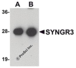 Western blot analysis of SYNGR3 in mouse brain tissue lysate with SYNGR3 antibody at (A) 1 and (B) 2 μg/mL .
