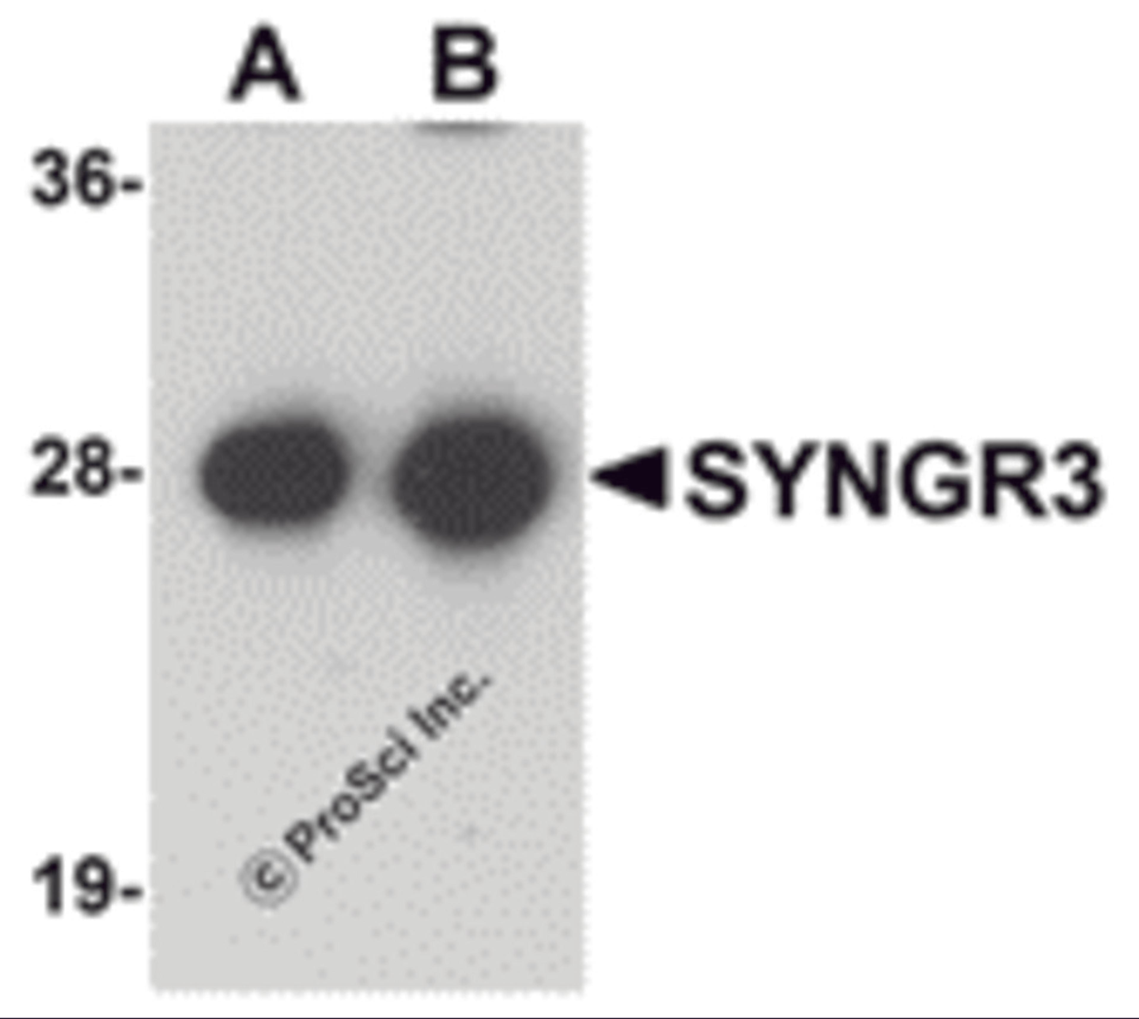 Western blot analysis of SYNGR3 in mouse brain tissue lysate with SYNGR3 antibody at (A) 1 and (B) 2 μg/mL .