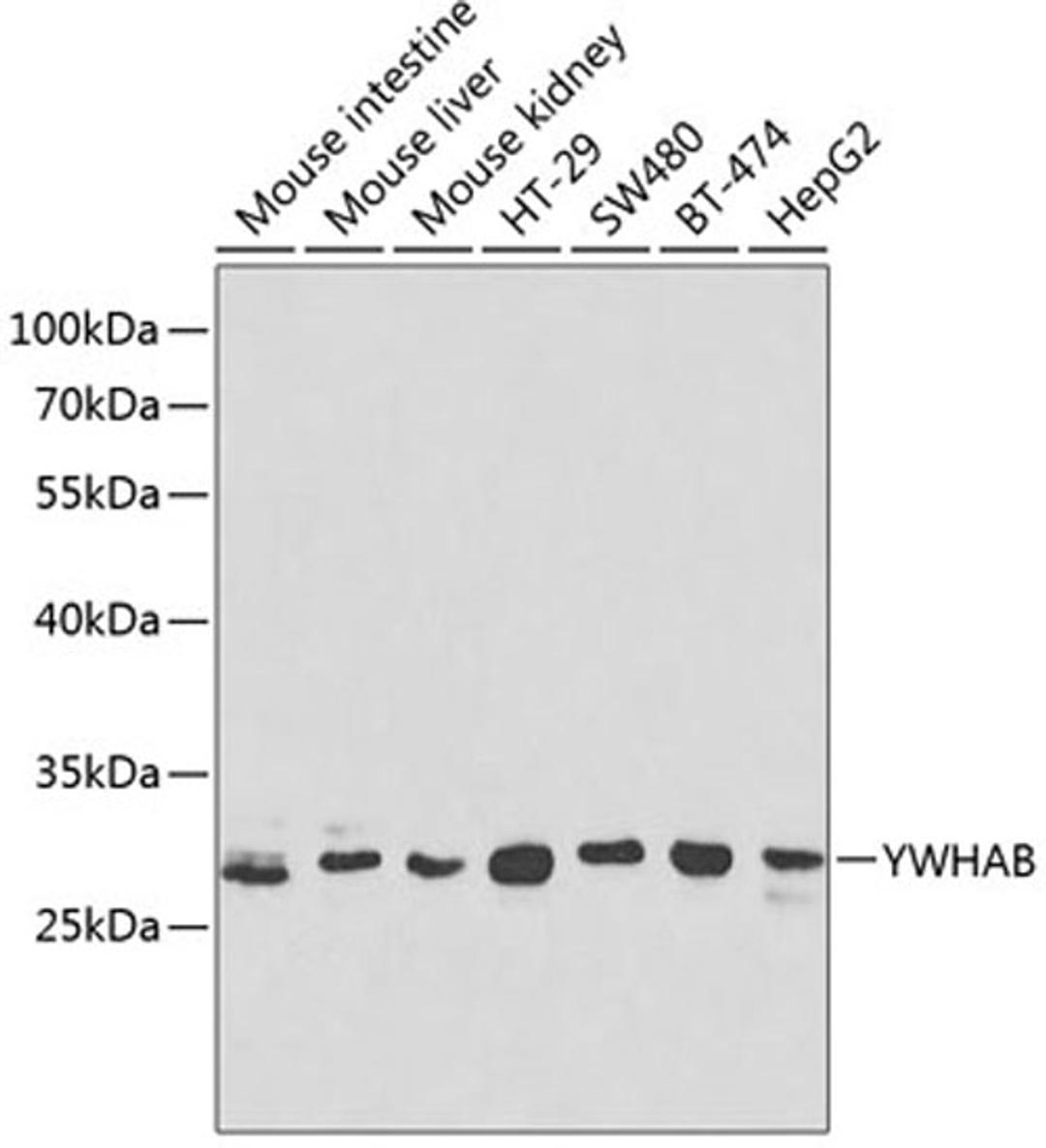 Western blot - YWHAB antibody (A1023)