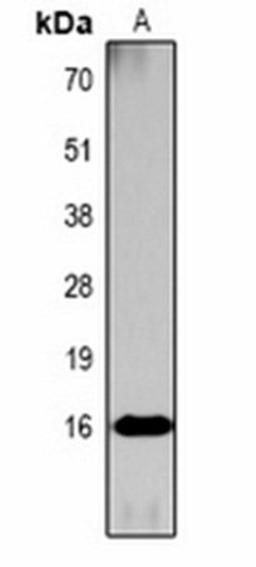 Western blot analysis of  Hela TSA-treated (Lane1) whole cell lysates using Histone H3 (AcK36) antibody