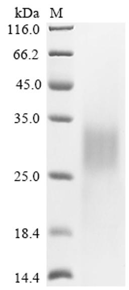 (Tris-Glycine gel) Discontinuous SDS-PAGE (reduced) with 5% enrichment gel and 15% separation gel.