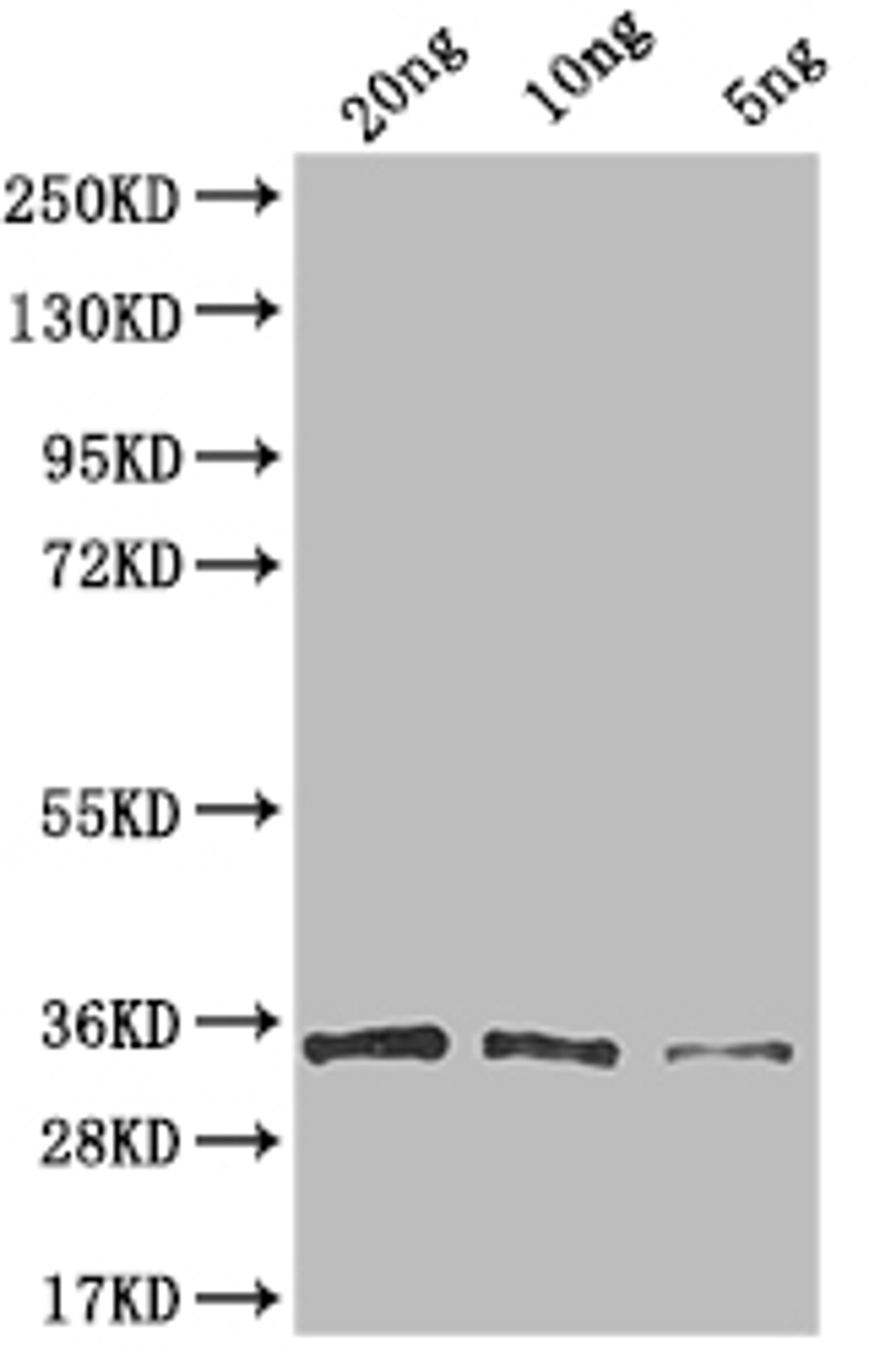 Western Blot. Positive WB detected in: recombinant protein. All lanes: G Antibody at 1:1000. Secondary. Goat polyclonal to rabbit IgG at 1/50000 dilution. Predicted band size: 35 kDa. Observed band size: 35 kDa. 