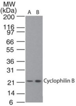 Western Blot: Cyclophilin B Antibody [NBP2-24770] - analysis of Cyclophilin B in A) HeLa cell lysate and B) 293 cell lysate using this antibody. 5 and 2 ug/ml, respectively. I goat anti-rabbit Ig HRP secondary antibody and PicoTect ECL substrate solution were used for this test.