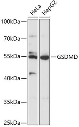 Western blot - GSDMD antibody (A17308)