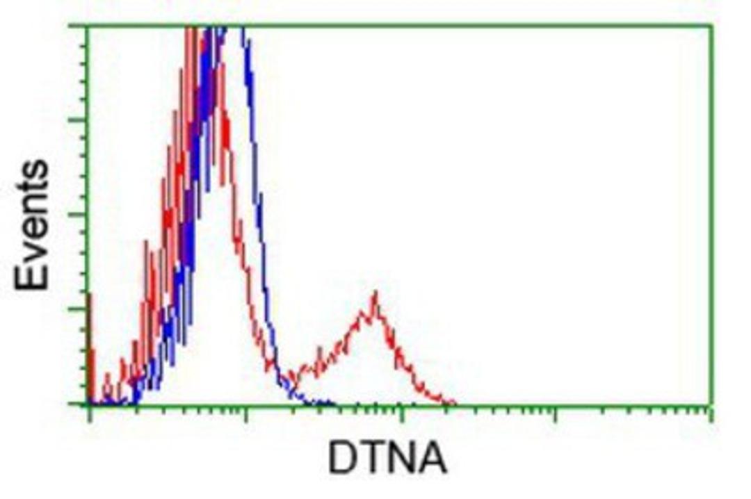 Flow Cytometry: Dystrobrevin alpha Antibody (1B2) [NBP2-03422] - HEK293T cells transfected with either overexpression plasmid (Red) or empty vector control plasmid (Blue) were immunostained by anti-Dystrobrevin alpha antibody, and then analyzed by flow cytometry.