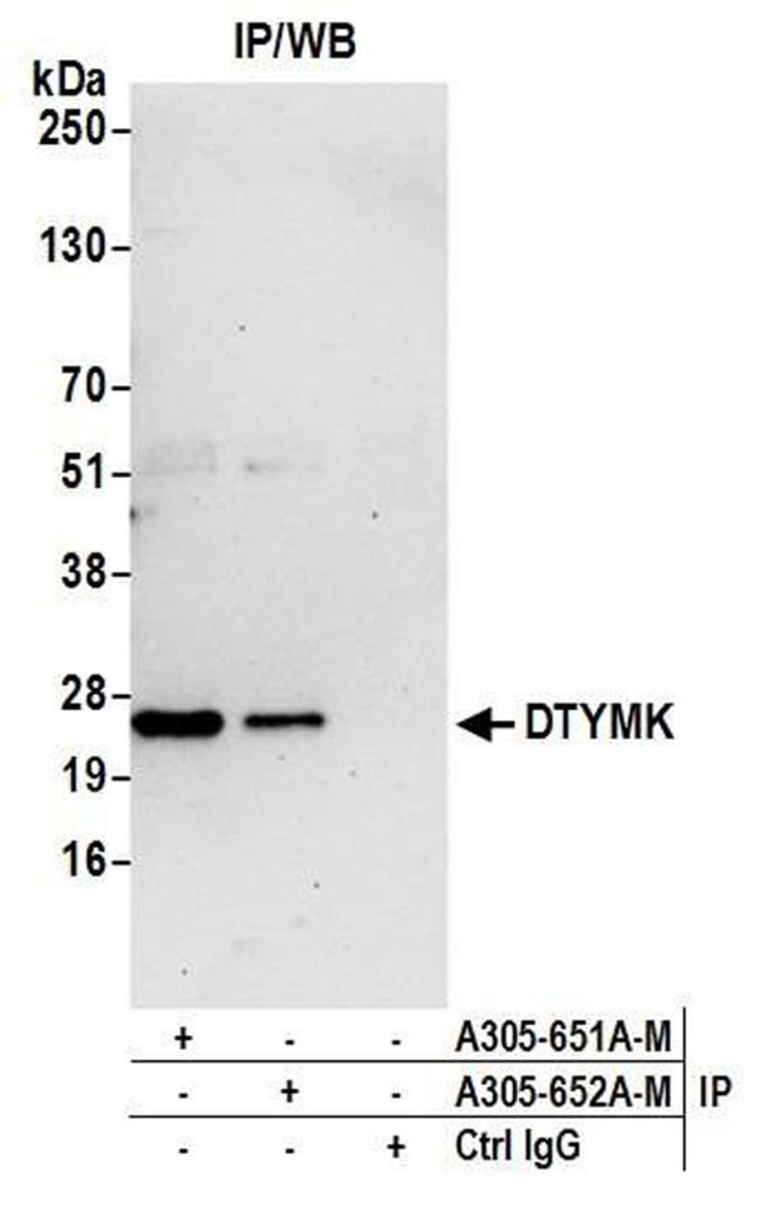 Detection of human DTYMK by WB of IP.