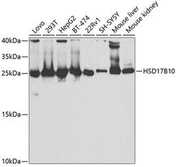 Western blot - HSD17B10 antibody (A5448)