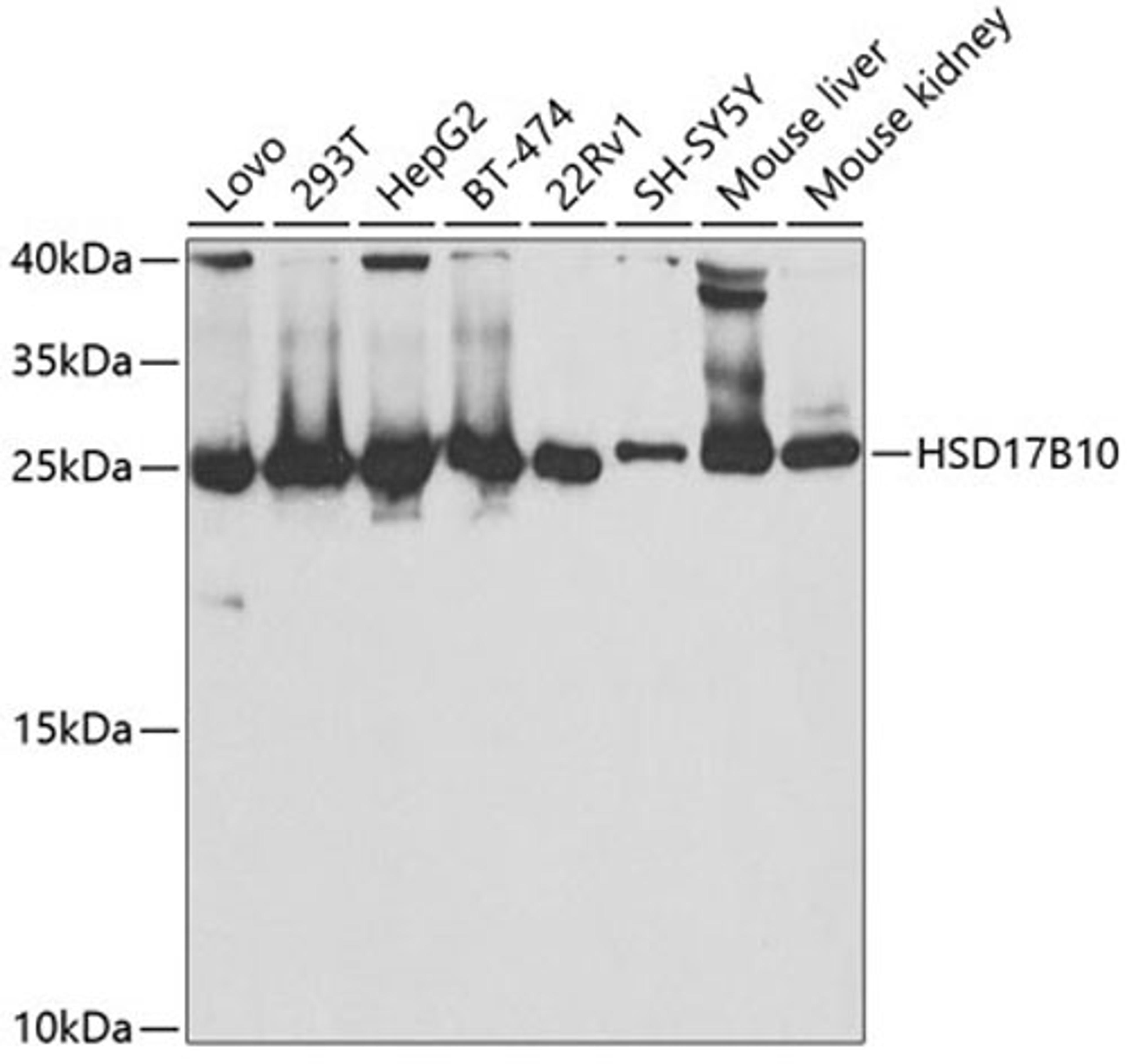 Western blot - HSD17B10 antibody (A5448)