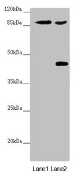 Western blot. All lanes: SPICE1 antibody at 5.43 ug/ml. Lane 1: Mouse gonadal tissue. Lane 2: 293T whole cell lysate. Secondary. Goat polyclonal to rabbit IgG at 1/10000 dilution. Predicted band size: 96 kDa. Observed band size: 96, 45 kDa.