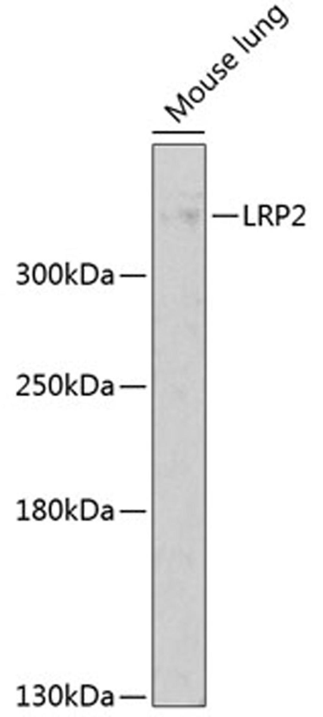 Western blot - LRP2 antibody (A3612)
