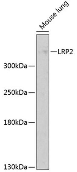 Western blot - LRP2 antibody (A3612)