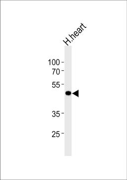 Western blot analysis of lysate from human heart tissue lysate, using KCNAB1 Antibody at 1:1000 at each lane.