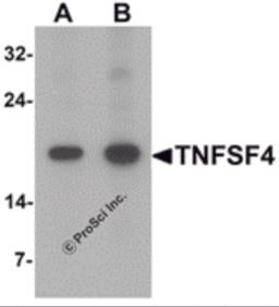 Western blot analysis of TNFSF4 in rat spleen tissue lysate with TNFSF4 antibody at (A) 0.5 and (B) 1 &#956;g/mL