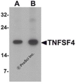 Western blot analysis of TNFSF4 in rat spleen tissue lysate with TNFSF4 antibody at (A) 0.5 and (B) 1 μg/mL