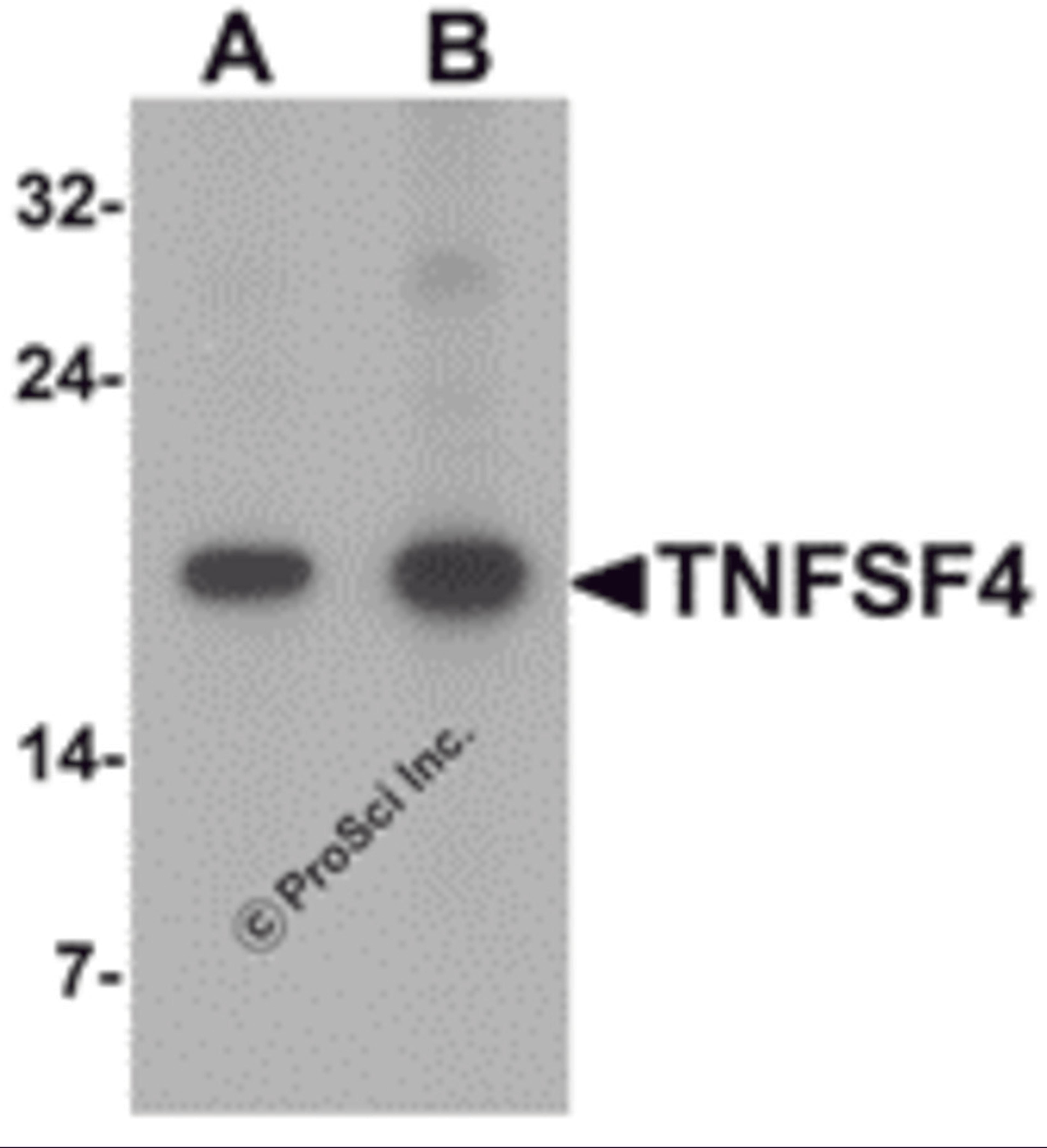 Western blot analysis of TNFSF4 in rat spleen tissue lysate with TNFSF4 antibody at (A) 0.5 and (B) 1 μg/mL